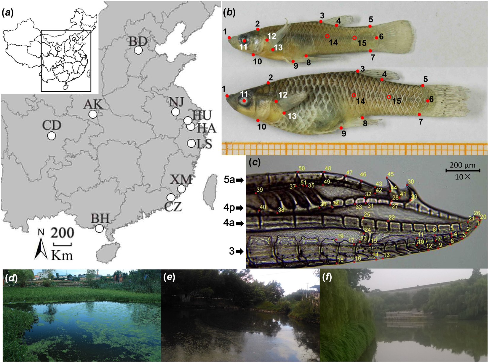 The food and game fishes of New York: . Florida and westward to {Montana.  Covering such a widerange of territory, the species is naturally variable,  and has been described overand over