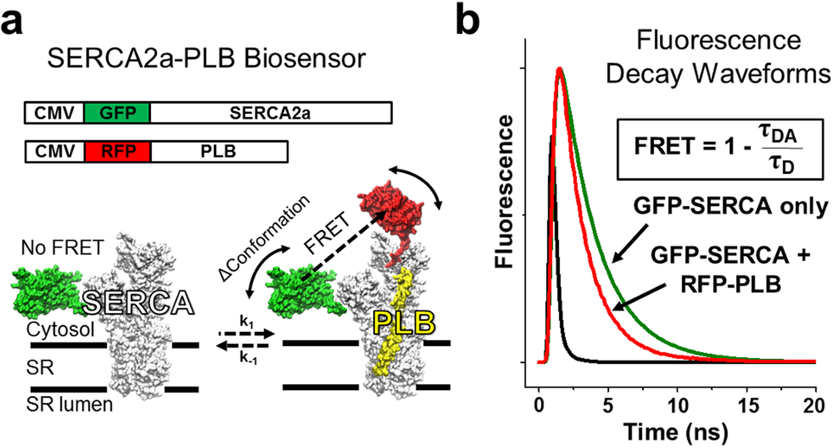 targeting protein protein interactions for therapeutic discovery via