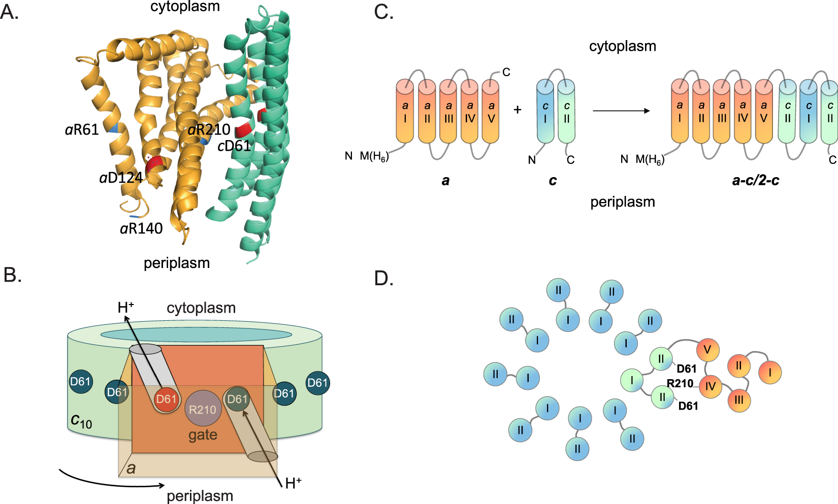 Fo-driven Rotation in the ATP Synthase Direction against the Force of F1  ATPase in the FoF1 ATP Synthase - ScienceDirect