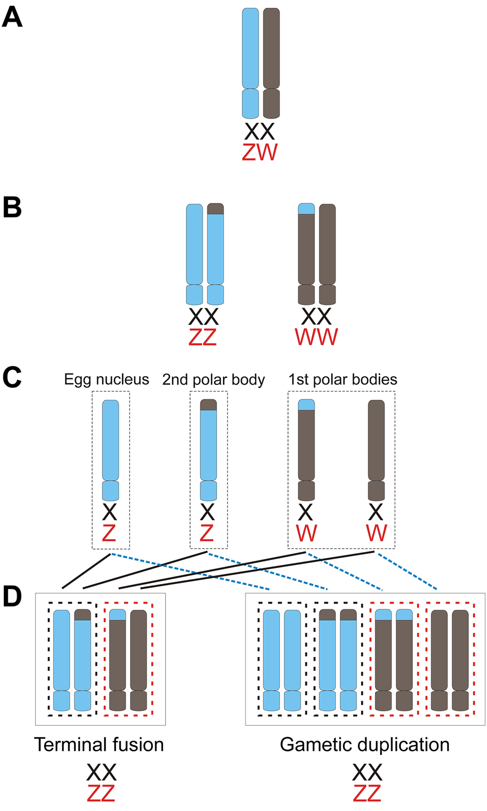 Venom Complexity in a Pitviper Produced by Facultative Parthenogenesis Scientific Reports