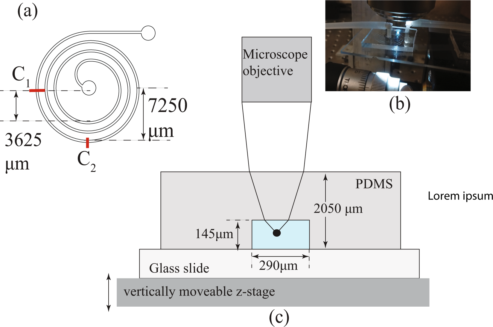 Particle slip velocity influences inertial focusing of particles in curved  microchannels | Scientific Reports