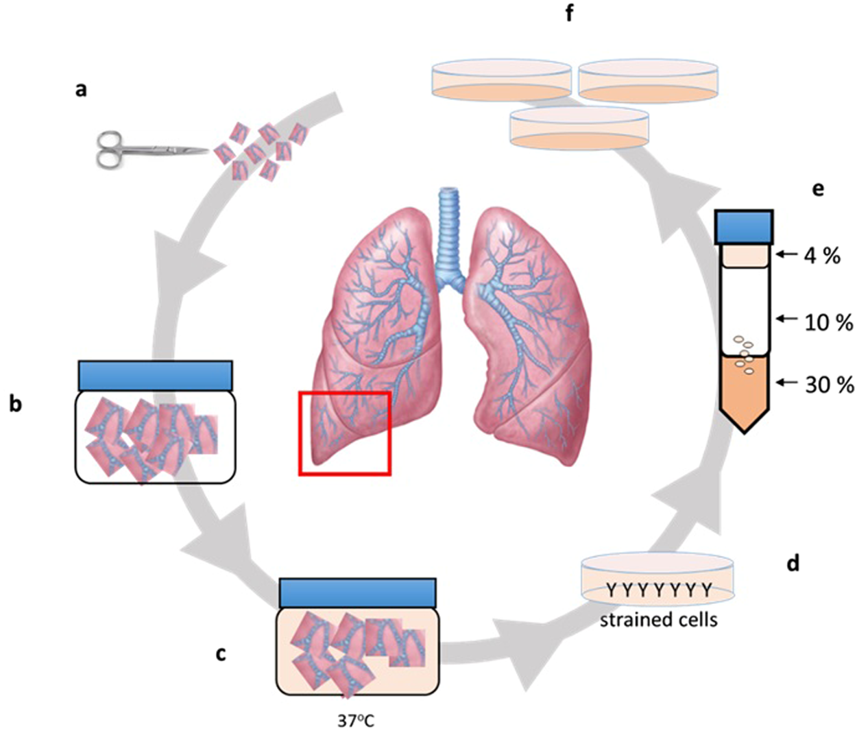 Isolation and characterisation of alveolar type II pneumocytes from adult  bovine lung | Scientific Reports