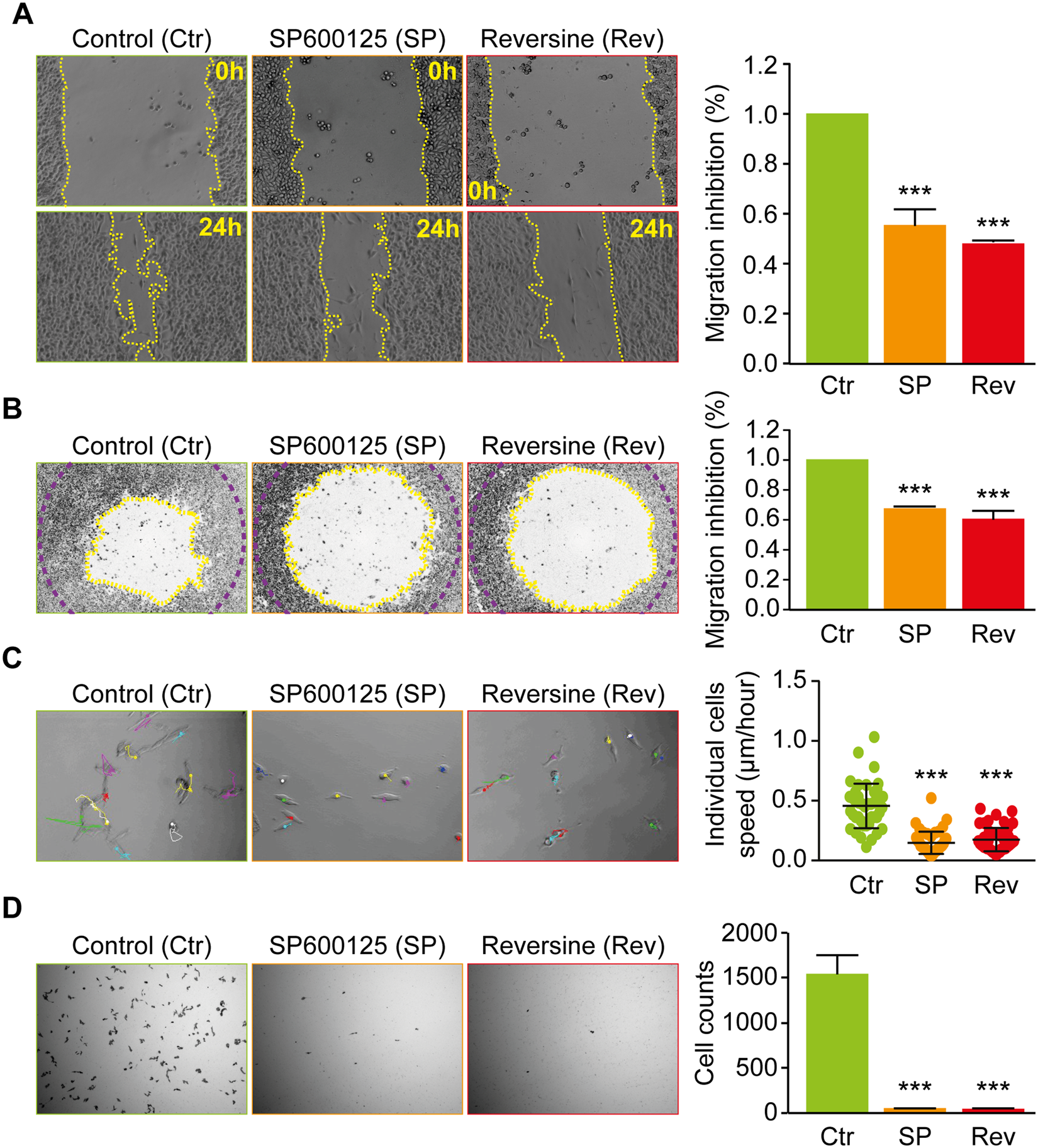 Reversine Inhibits Colon Carcinoma Cell Migration By Targeting