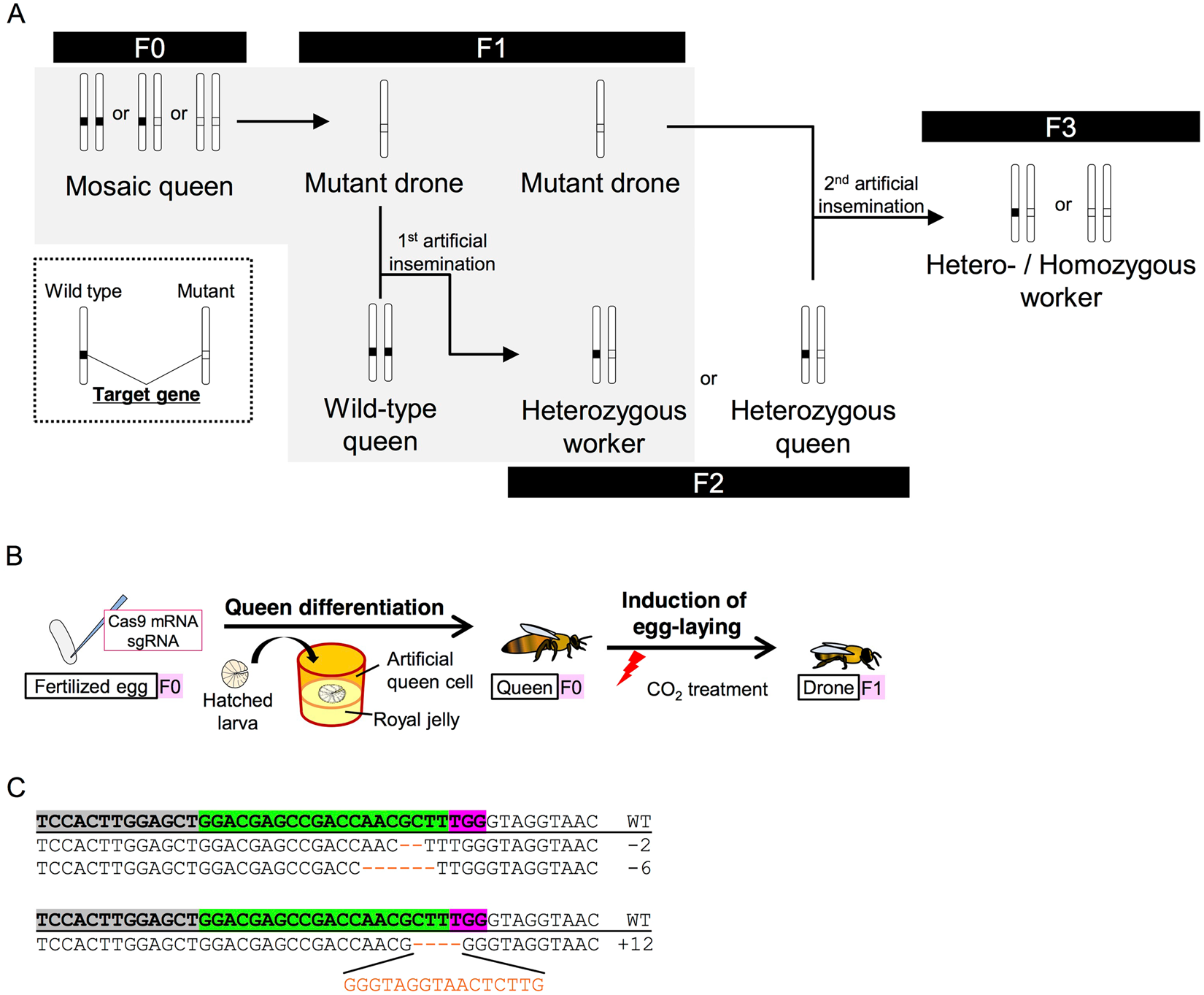 mKast is dispensable for normal development and sexual maturation of the  male European honeybee | Scientific Reports