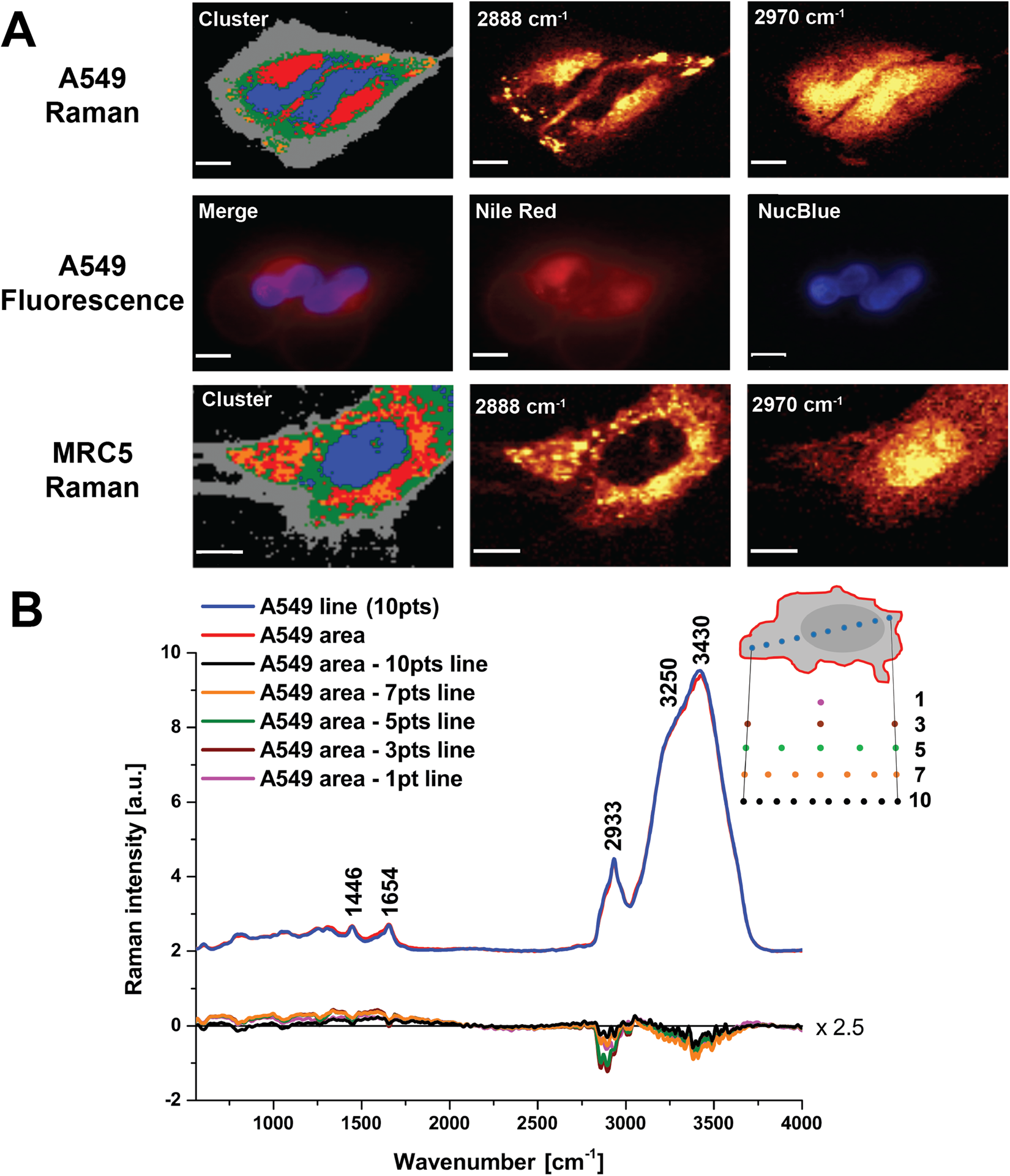 Raman micro-spectroscopy for accurate identification of primary human  bronchial epithelial cells | Scientific Reports