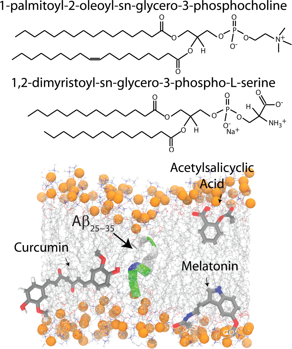 Membrane Modulating Drugs Can Affect The Size Of Amyloid B