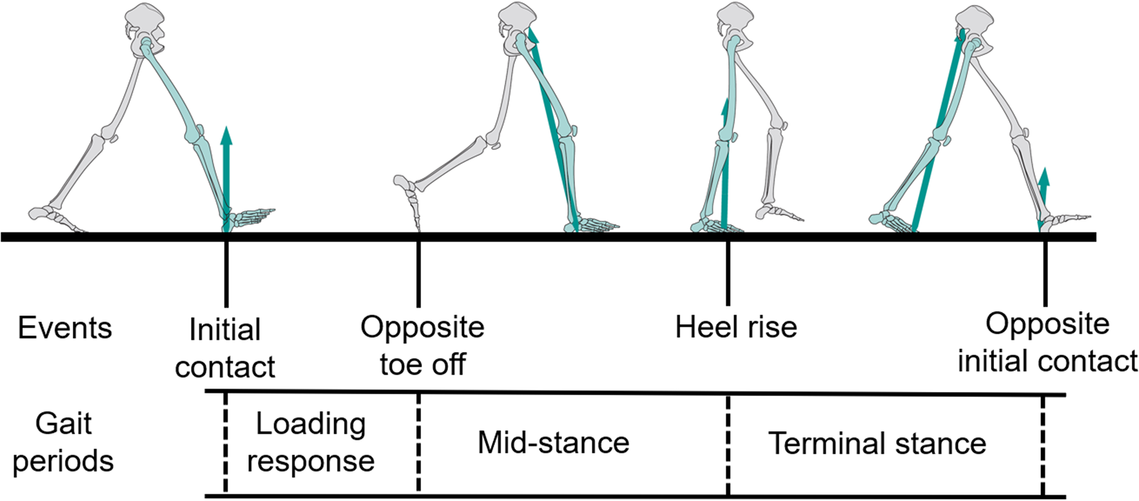 Effect Of Dual Task On Gait Asymmetry In Patients After