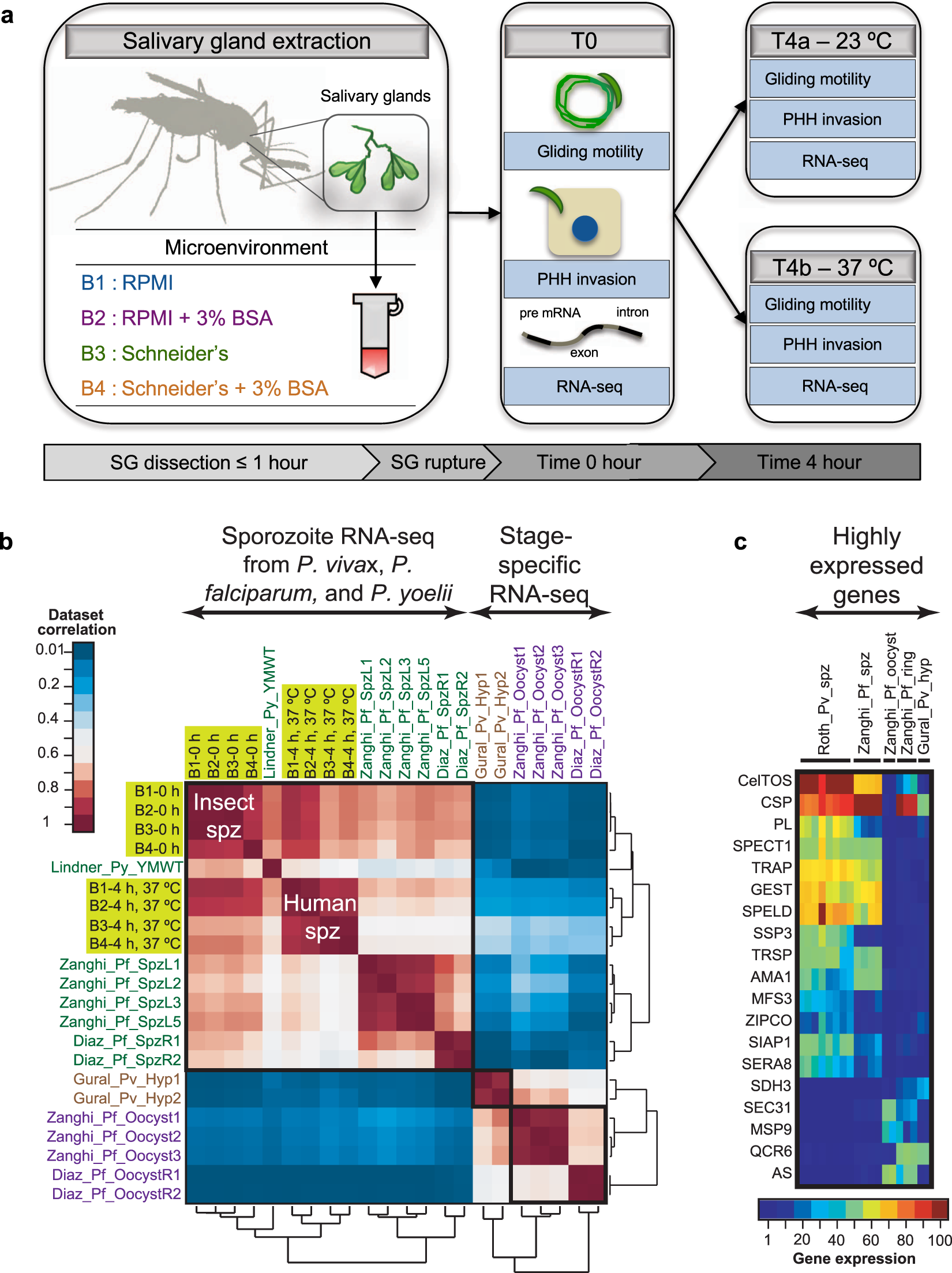 Unraveling Gene Environment Interaction >> Unraveling The Plasmodium Vivax Sporozoite Transcriptional Journey Unraveling Gene Environment Interaction >> Unraveling The Plasmodium Vivax Sporozoite Transcriptional Journey
