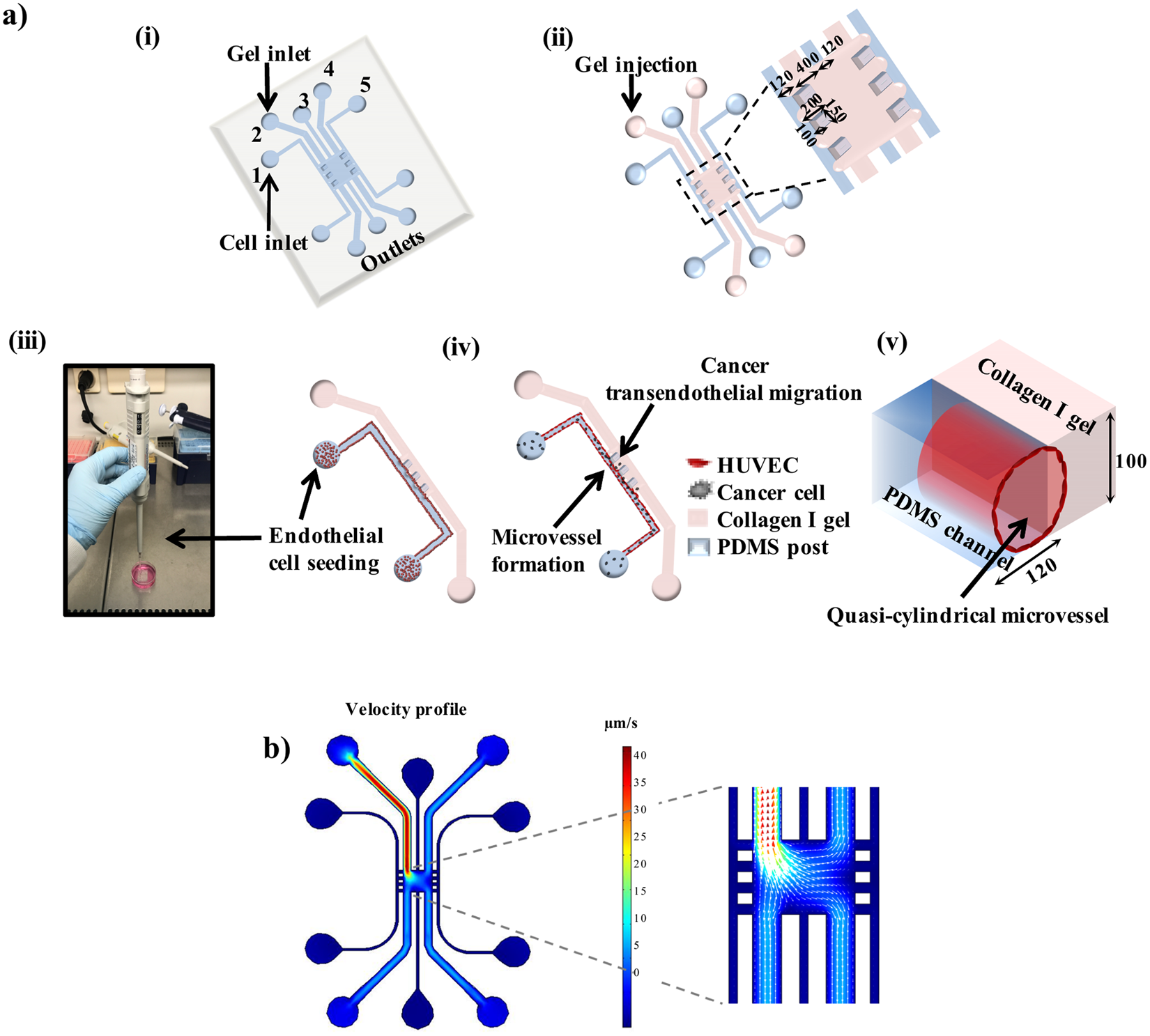 Image-Assisted Microvessel-on-a-Chip Platform for Studying Cancer Cell  Transendothelial Migration Dynamics | Scientific Reports