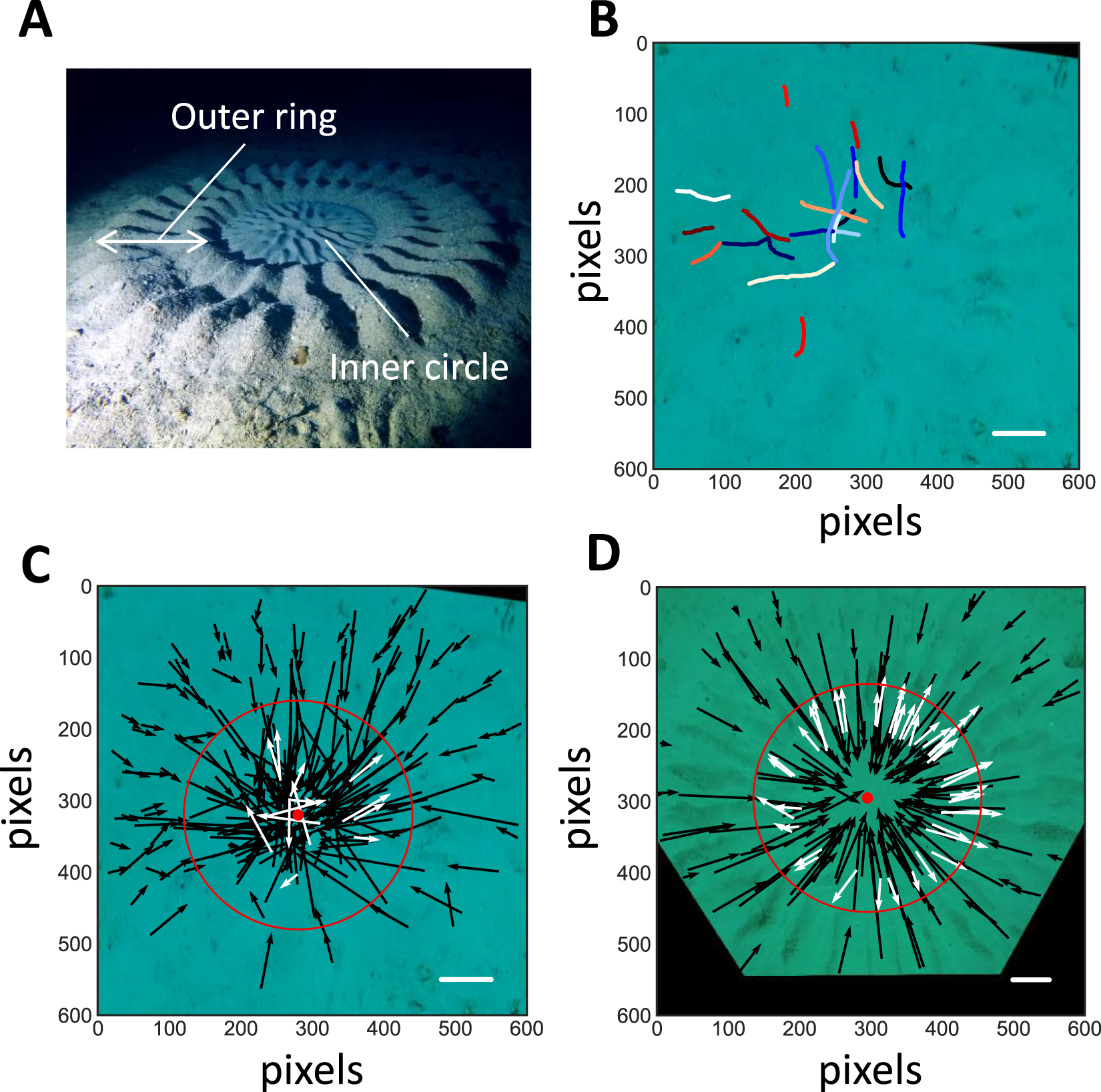 Simple rules for construction of a geometric nest structure by pufferfish |  Scientific Reports