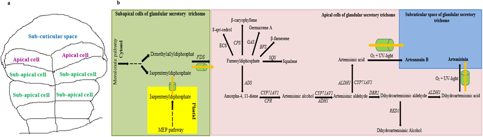 Expression of key genes affecting artemisinin content in five Artemisia  species | Scientific Reports