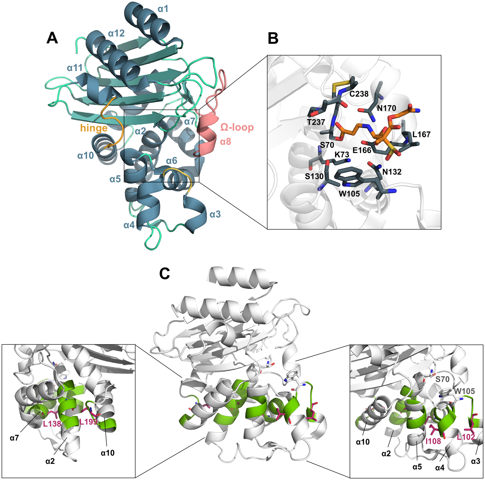 Defining the architecture of KPC-2 Carbapenemase: identifying allosteric  networks to fight antibiotics resistance | Scientific Reports
