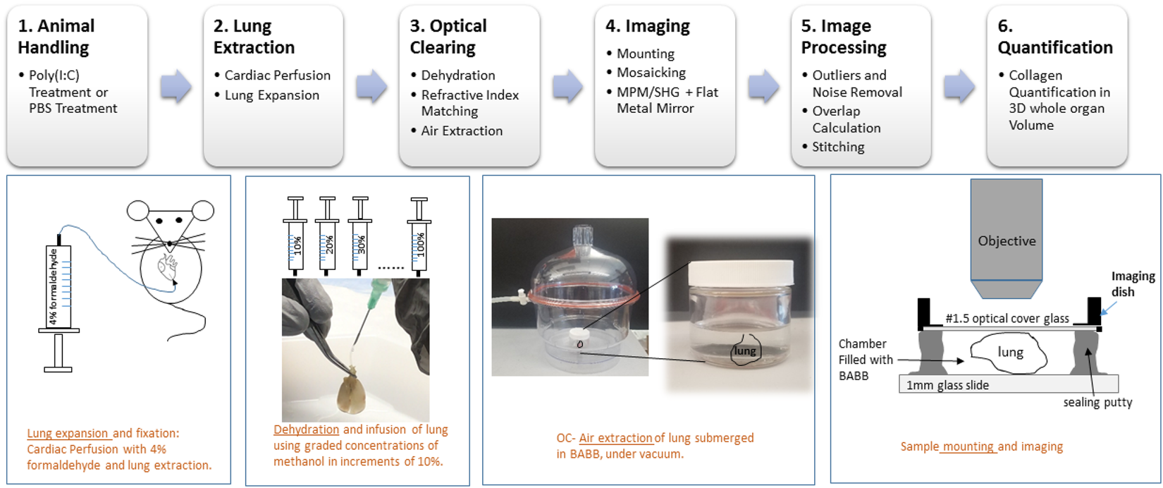 Imaging of Murine Whole Lung Fibrosis by Large Scale 3D Microscopy aided by  Tissue Optical Clearing | Scientific Reports
