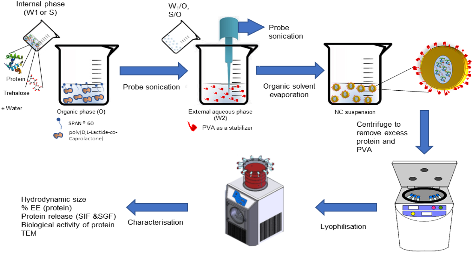 lysozyme and dnase i loaded poly d l lactide co caprolactone