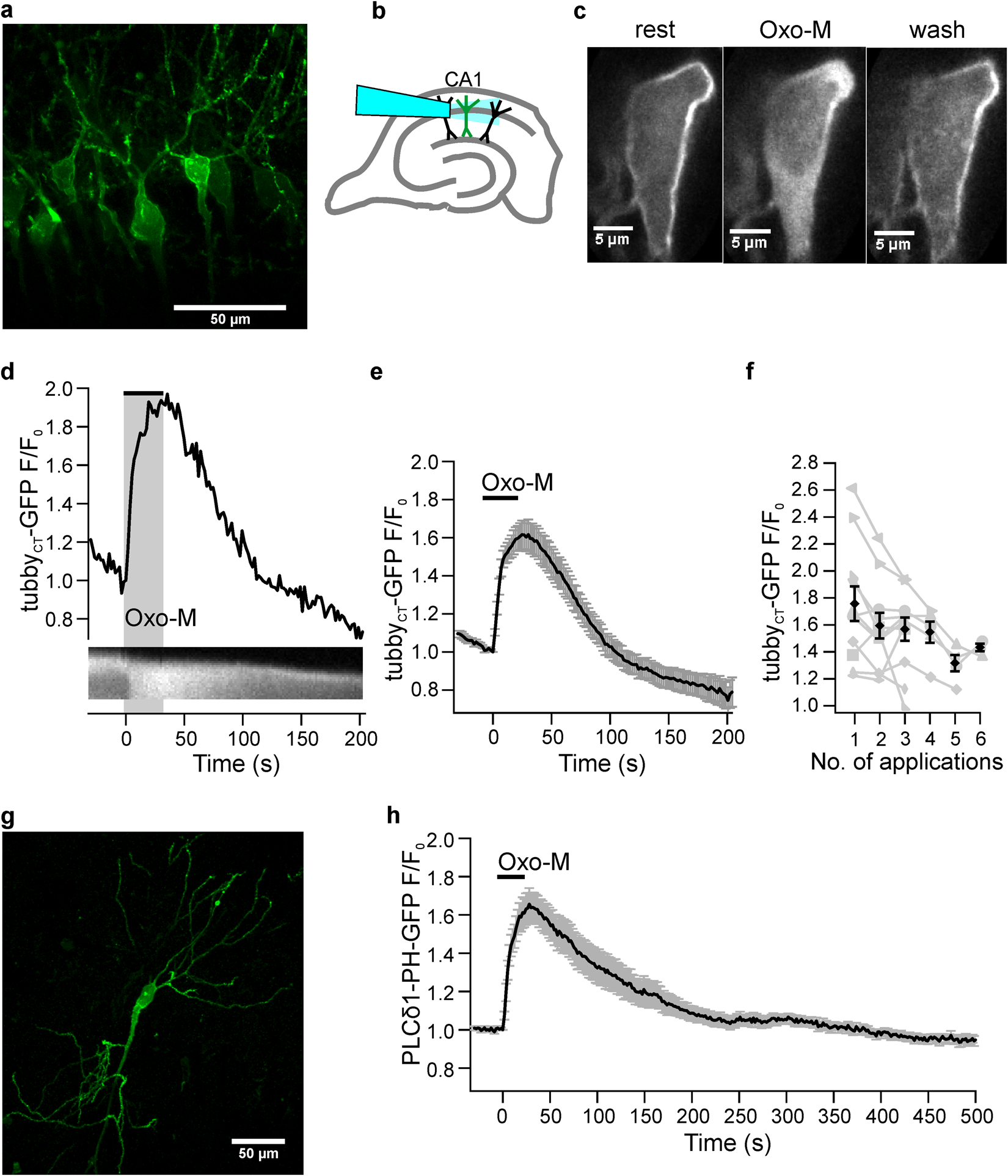 Metabotropic Acetylcholine And Glutamate Receptors Mediate - 