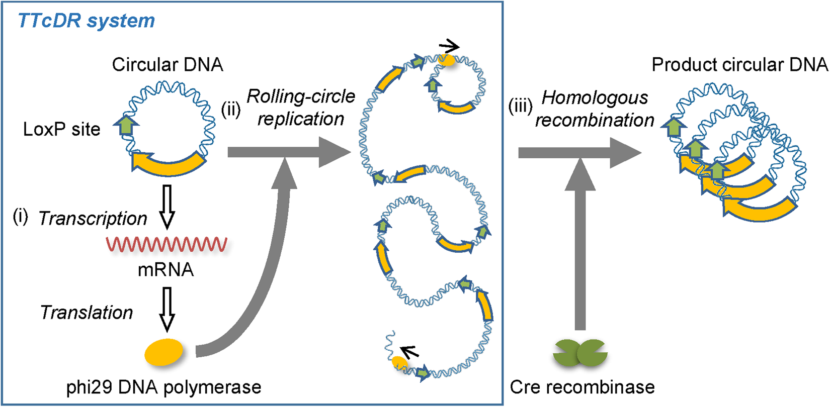self replication of circular dna by a self encoded dna polymerase through rolling circle replication and recombination scientific reports