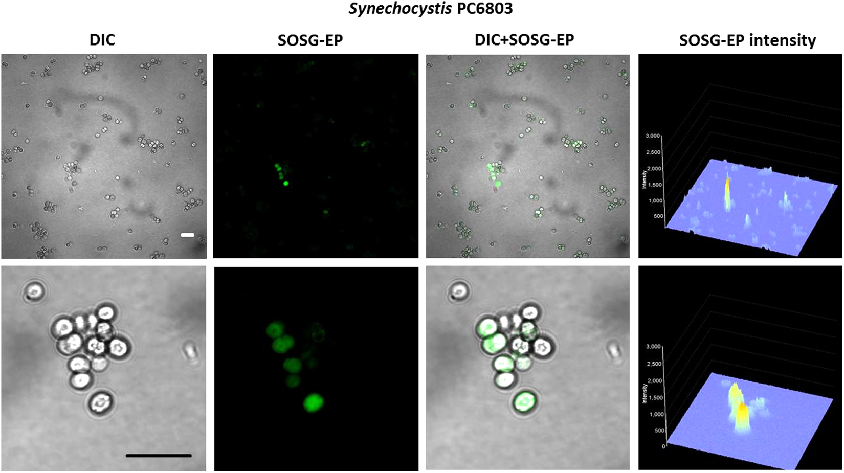 Singlet oxygen imaging using fluorescent probe Singlet Oxygen Sensor Green  in photosynthetic organisms | Scientific Reports