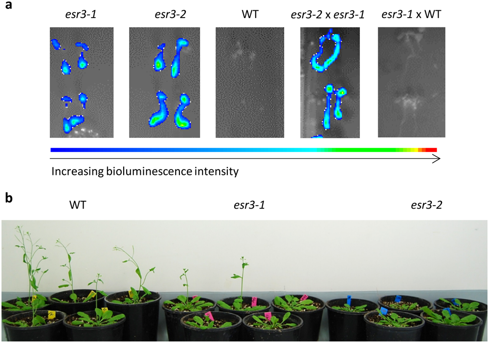 The Arabidopsis RNA Polymerase II Carboxyl Terminal Domain (CTD)  Phosphatase-Like1 (CPL1) is a biotic stress susceptibility gene |  Scientific Reports