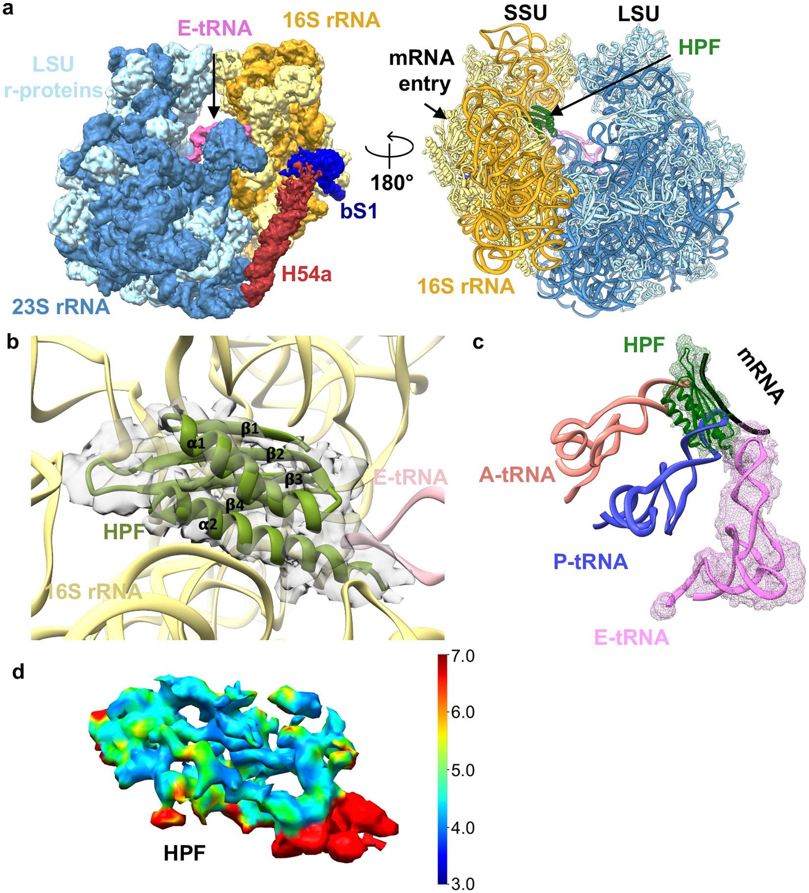Structures of Mycobacterium smegmatis 70S ribosomes in complex with HPF,  tmRNA, and P-tRNA | Scientific Reports