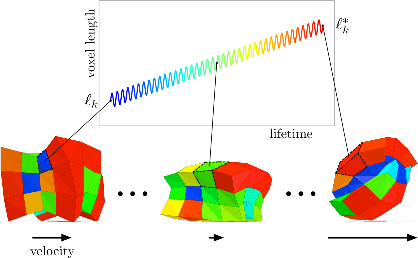 morphology of living things