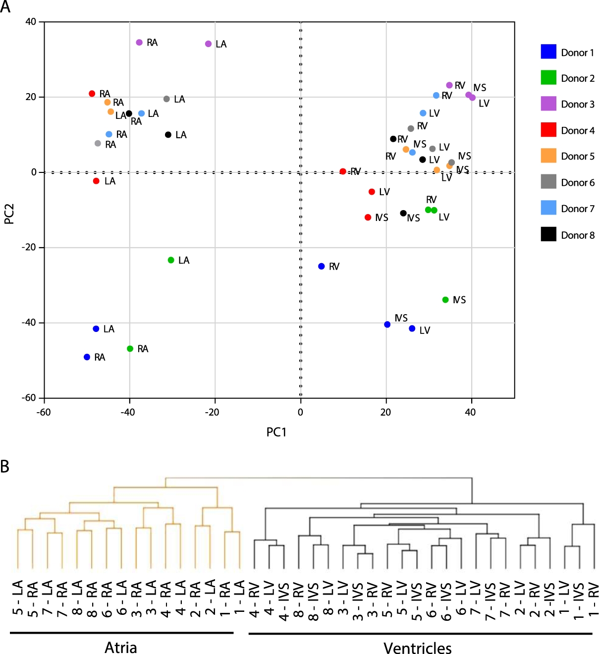 Regional Differences In Mrna And Lncrna Expression Profiles In Non Failing Human Atria And Ventricles Scientific Reports