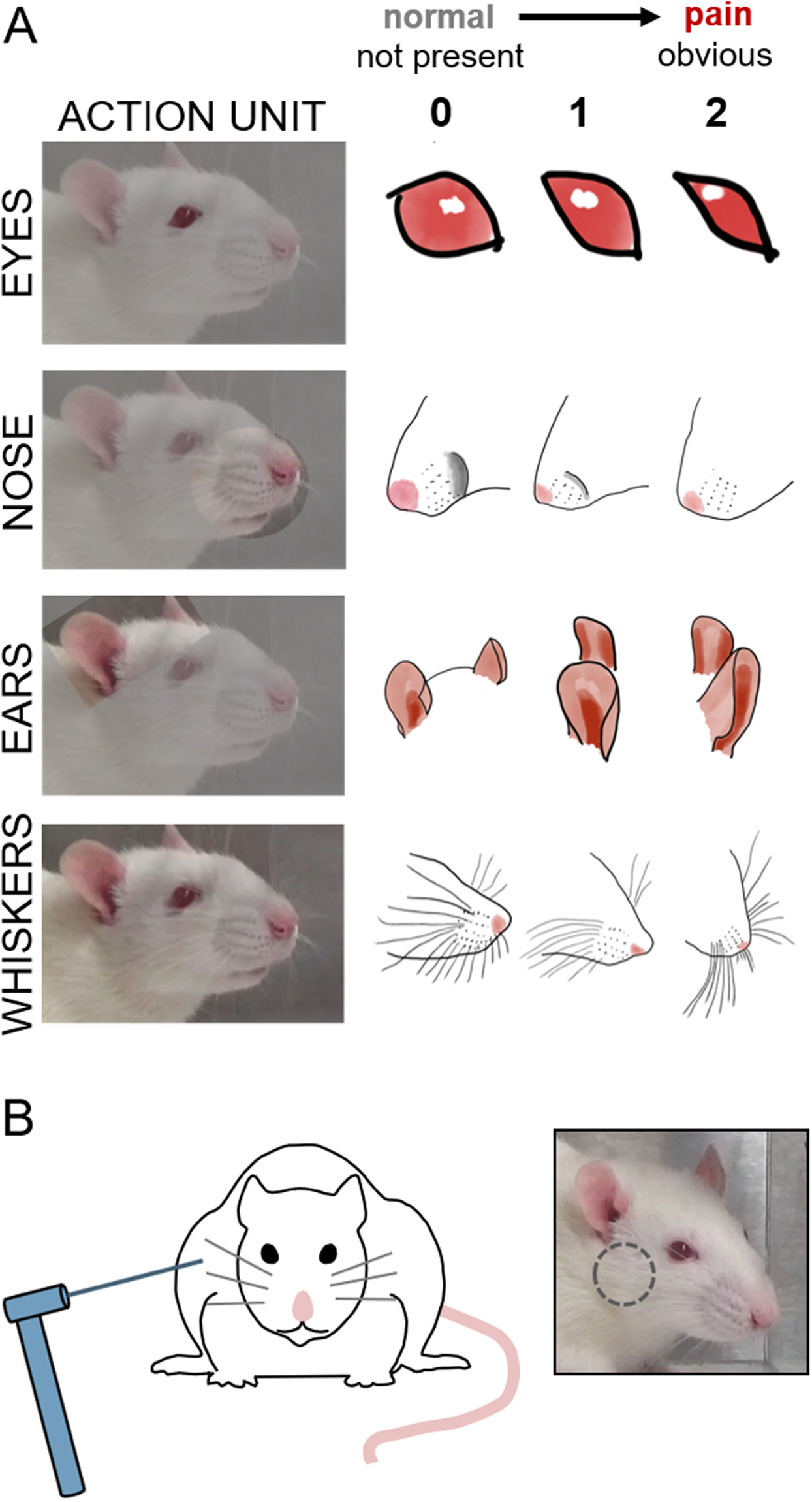 Cutest Girl Weeping Forced Sex Real Mms - Grading facial expression is a sensitive means to detect grimace  differences in orofacial pain in a rat model | Scientific Reports