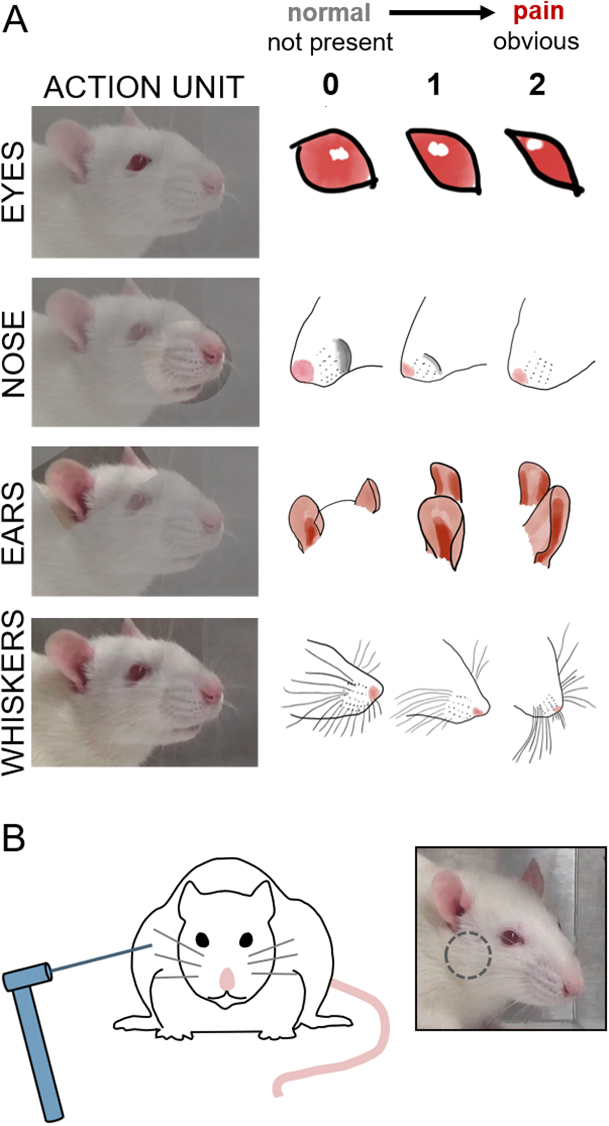 bne IntelliNews - Rare 'rat king' found in Estonia