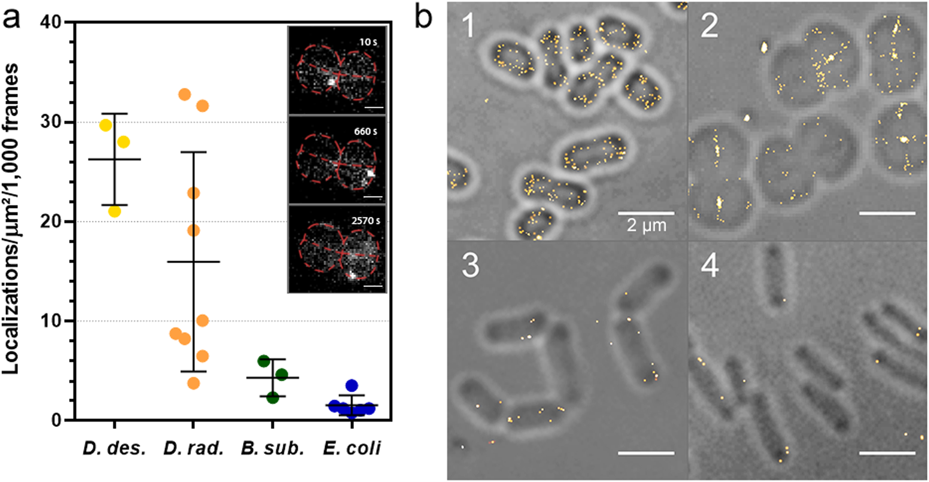 New features of the cell wall of the radio-resistant bacterium