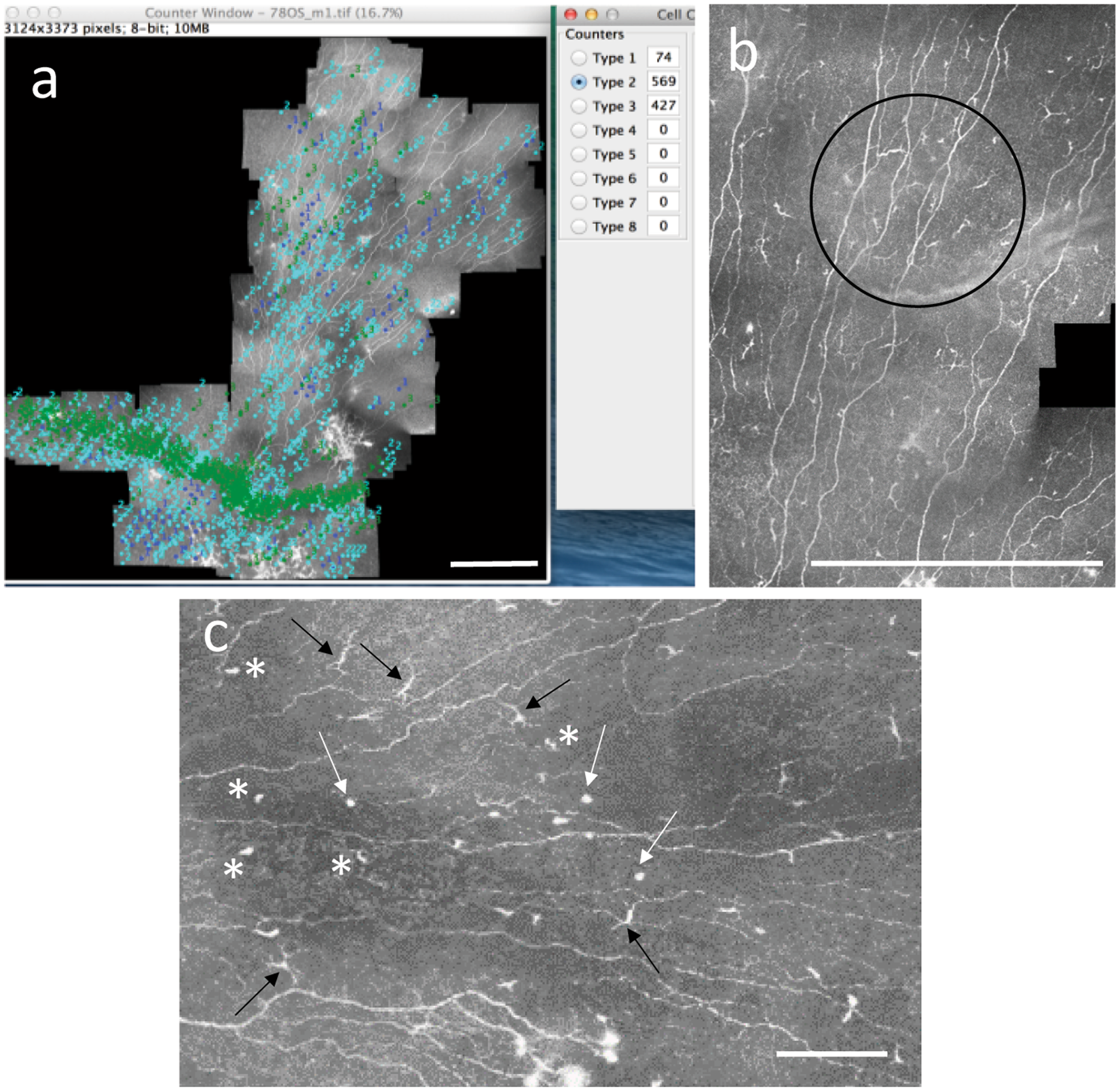 Dendritic Cell Maturation In The Corneal Epithelium With