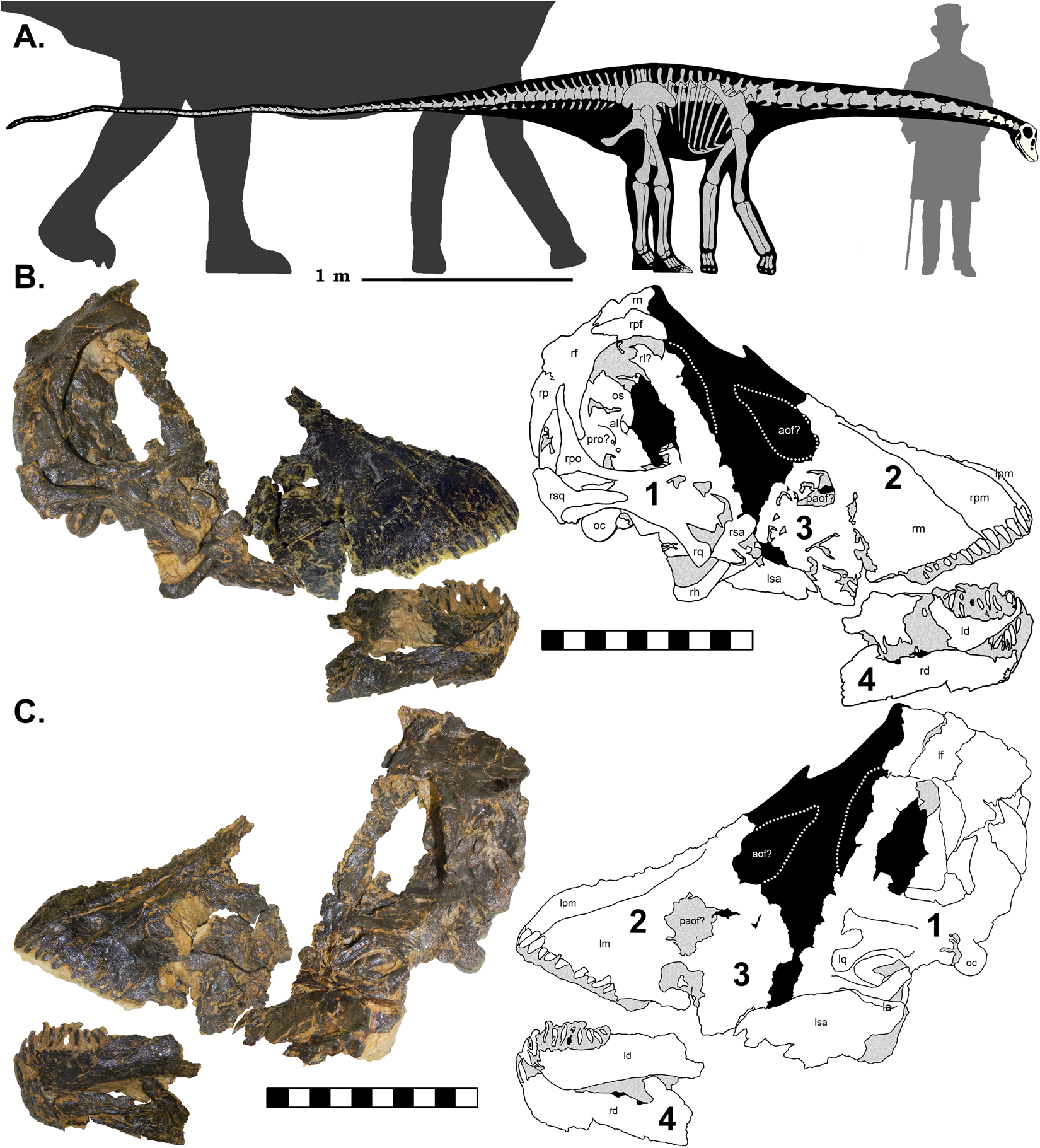 The Smallest Diplodocid Skull Reveals Cranial Ontogeny And Growth
