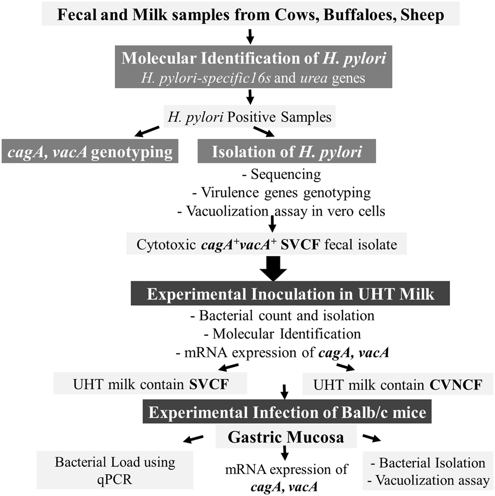 Occurrence of cagA+ vacA s1a m1 i1 Helicobacter pylori in farm animals in  Egypt and ability to survive in experimentally contaminated UHT milk |  Scientific Reports