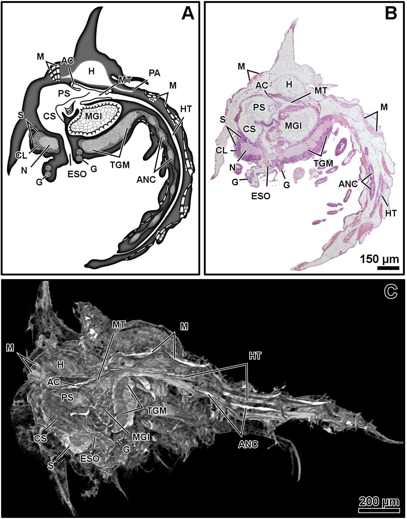 micro computed tomography and