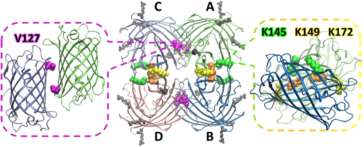 Monomerization Of The Photoconvertible Fluorescent Protein Saasoti