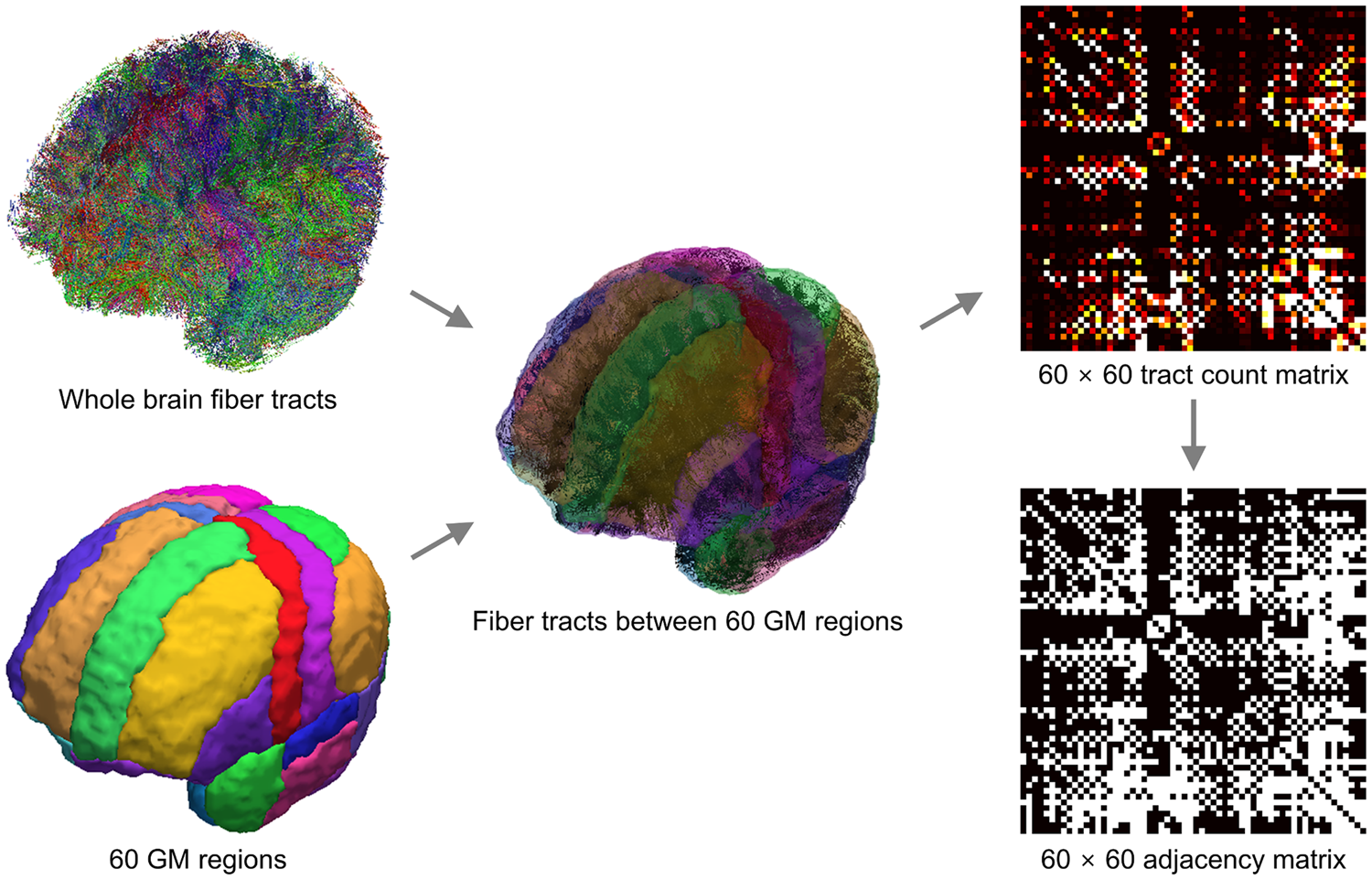 8-185 gray vs. white matter in the CNS Diagram