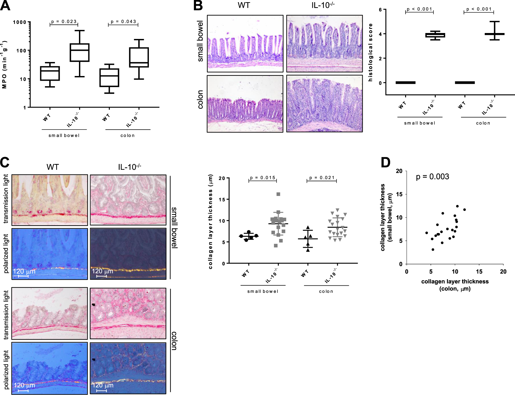 Severity Of Local Inflammation Does Not Impact Development Of