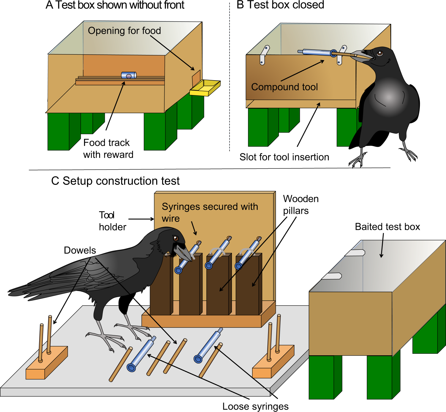 Video: Rooks Use Rocks to Reach Reward