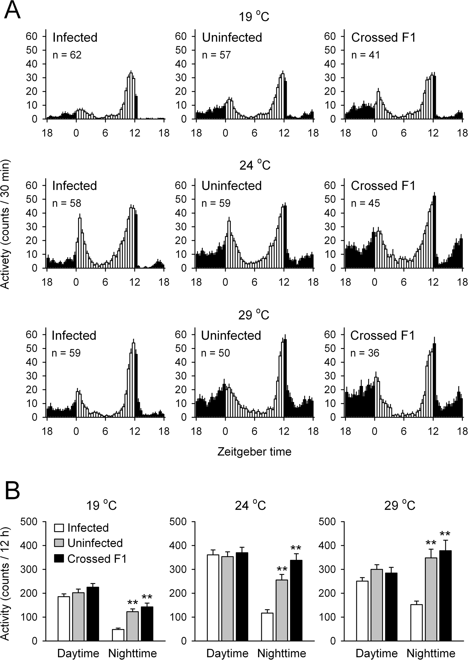 Nighttime Activities And Peripheral Clock Oscillations Depend On Nighttime Activities And Peripheral Clock Oscillations Depend On Wolbachia Endosymbionts In Flies Scientific Reports