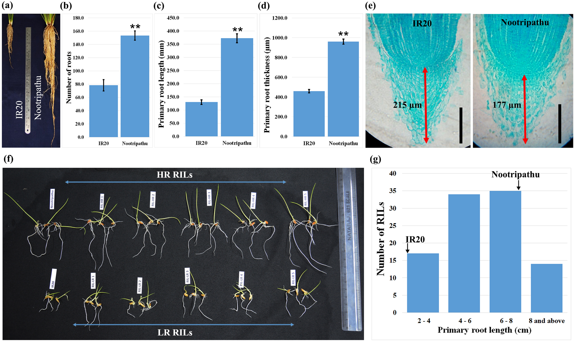 OsARD4 encoding an acireductone dioxygenase improves root architecture in  rice by promoting development of secondary roots | Scientific Reports