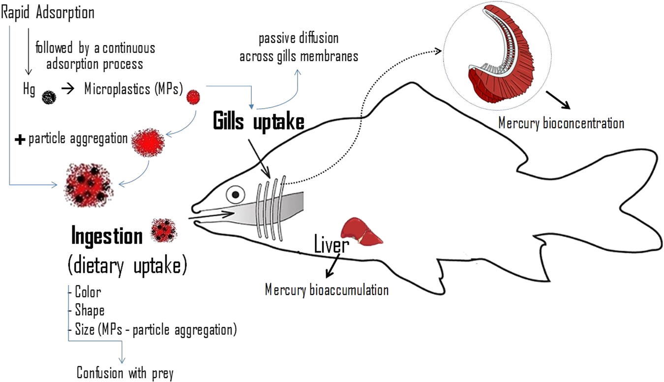 microplastics increase mercury bioconcentration