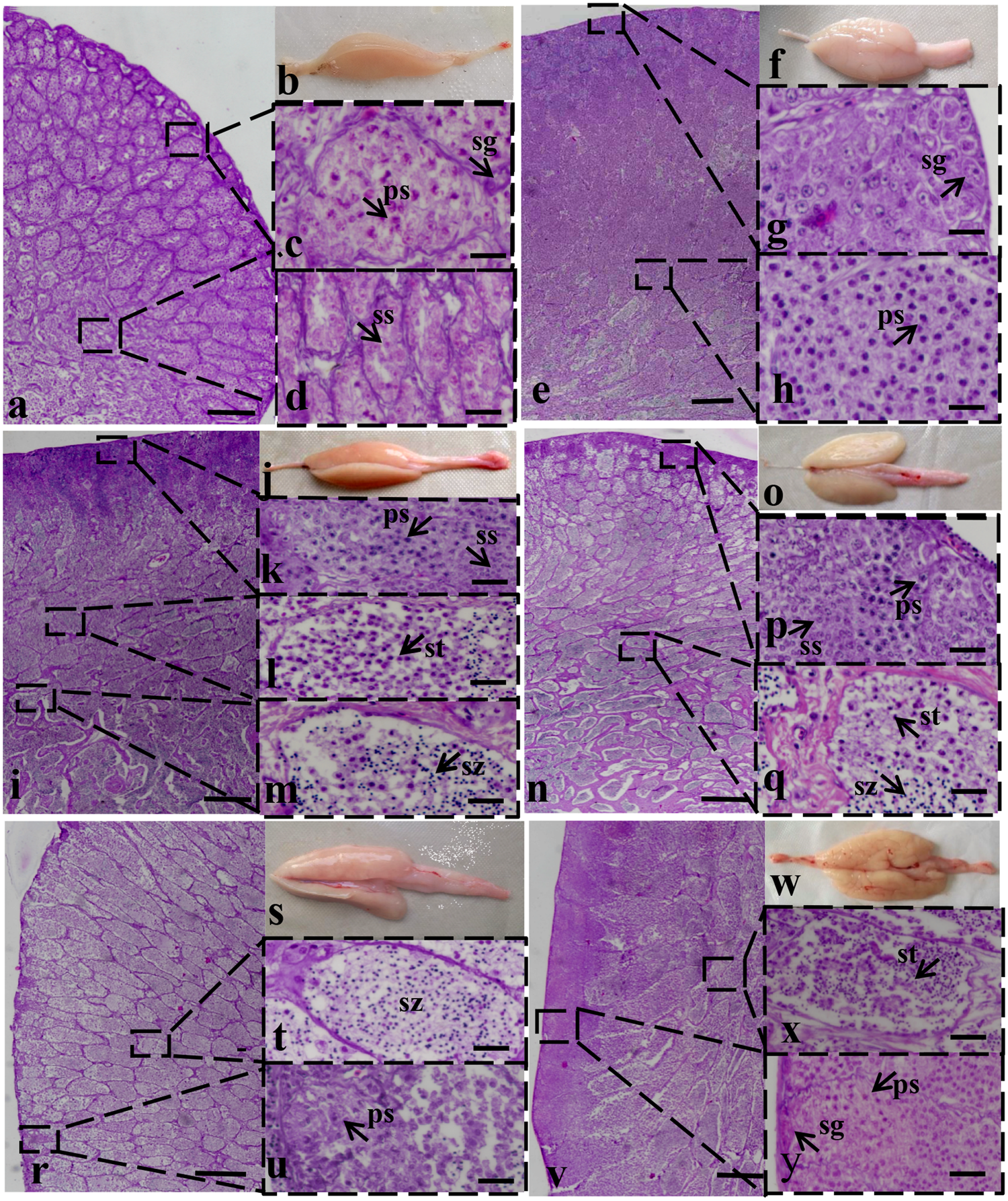 Transcriptome Dynamics During Turbot Atogenesis Predicting Turbot Atogenesis Predicting
