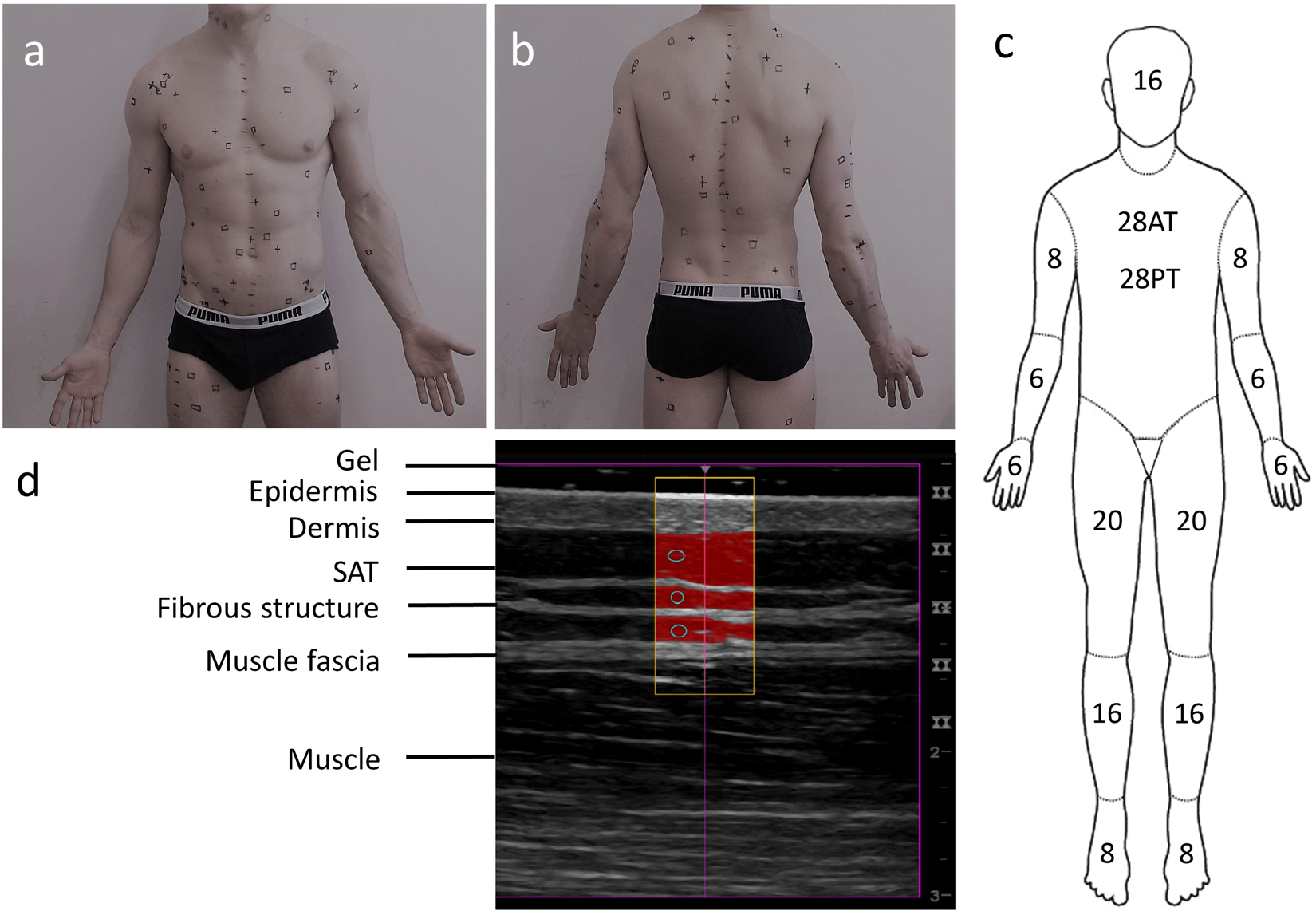 Body fat calipers, woman measuring subcutaneous percentage of fat