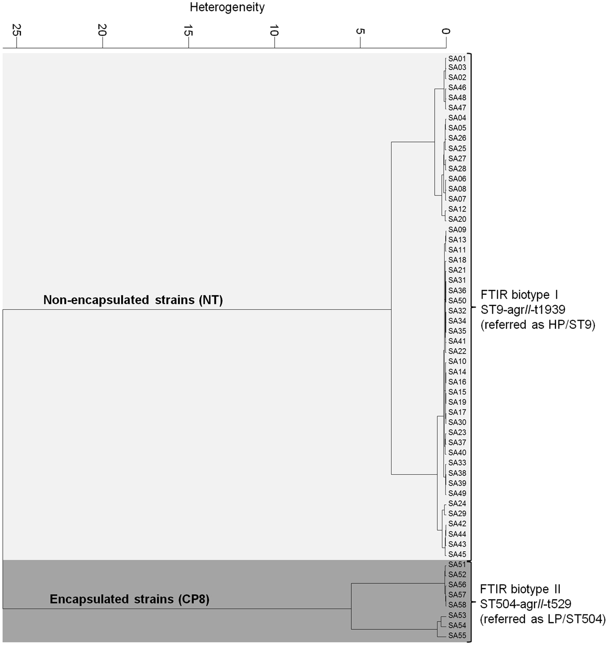 Staphylococcus aureus forms spreading dendrites that have characteristics  of active motility