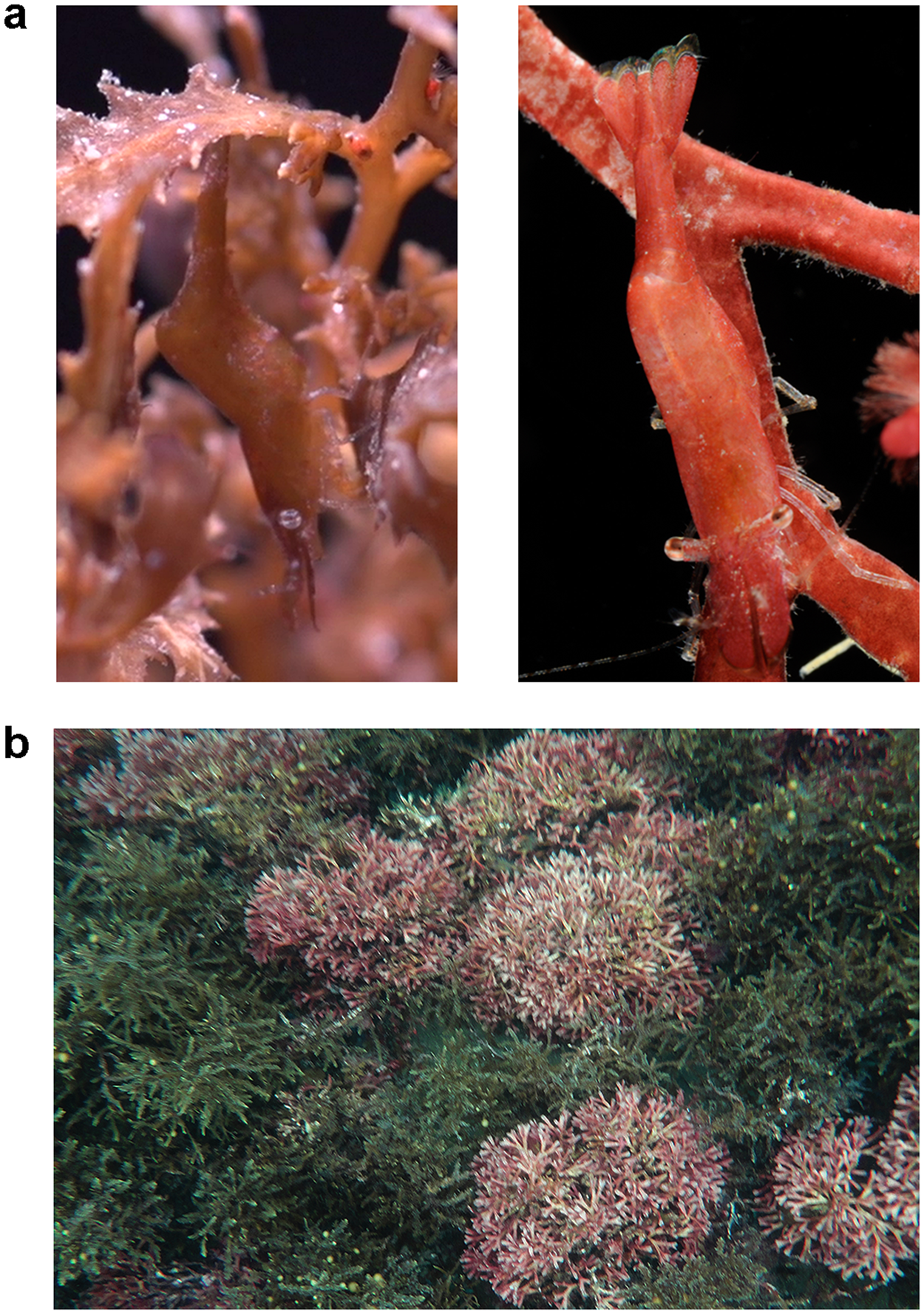 The adaptive value of camouflage and colour change in a polymorphic prawn |  Scientific Reports