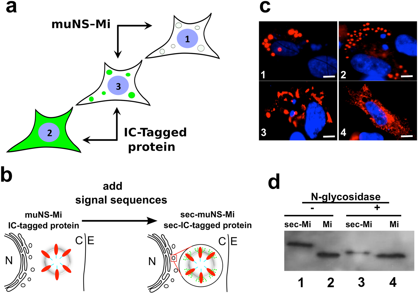 Ic Tagging Methodology Applied To The Expression Of Viral Glycoproteins And The Difficult To Express Membrane Bound Igrp Autoantigen Scientific Reports<script async src=