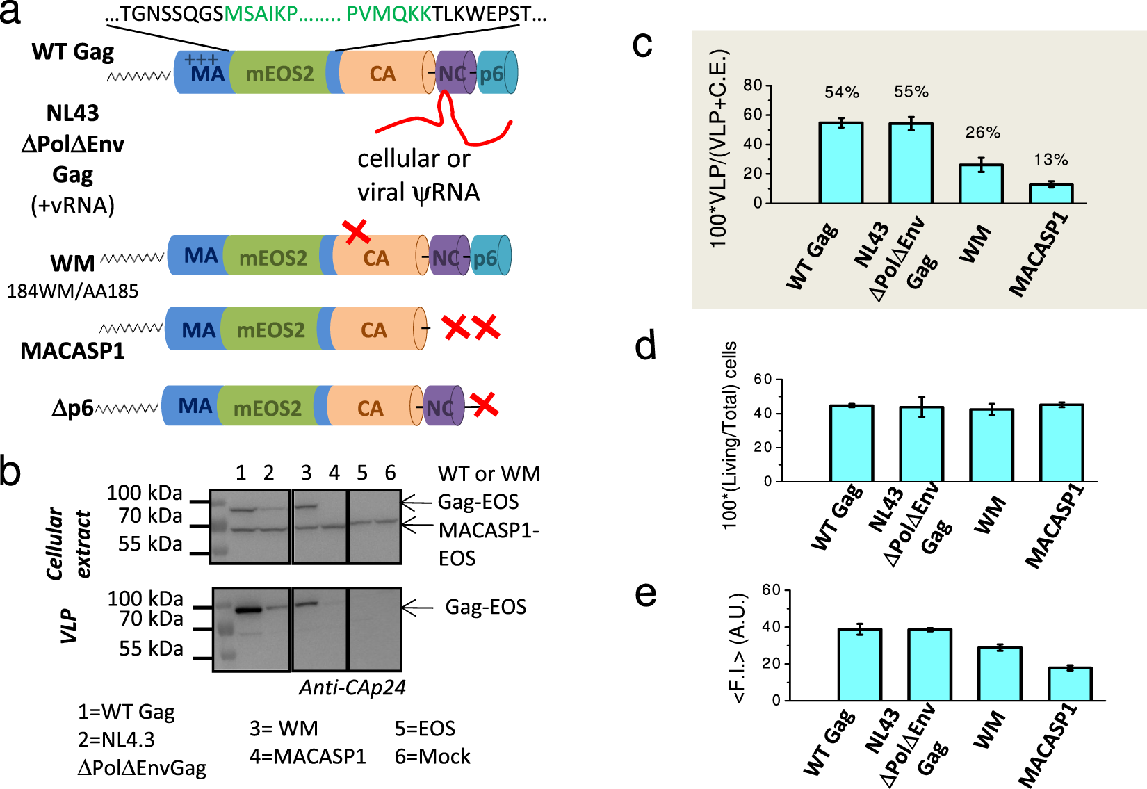 Single Molecule Localisation Microscopy Reveals How Hiv 1 Gag Proteins Sense Membrane Virus Assembly Sites In Living Host Cd4 T Cells Scientific Reports