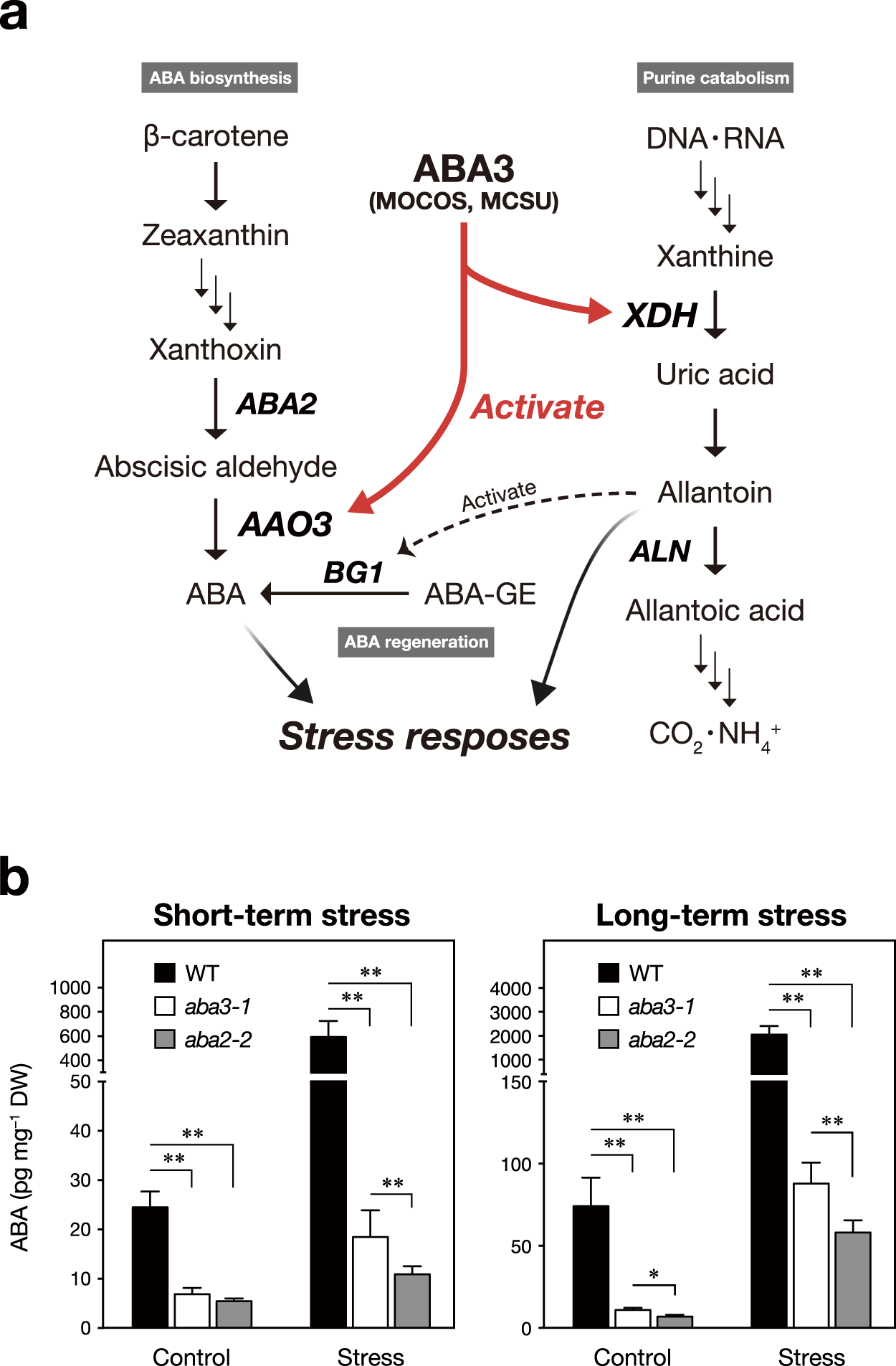 Arabidopsis Molybdenum Cofactor Sulfurase Aba3 Contributes - 