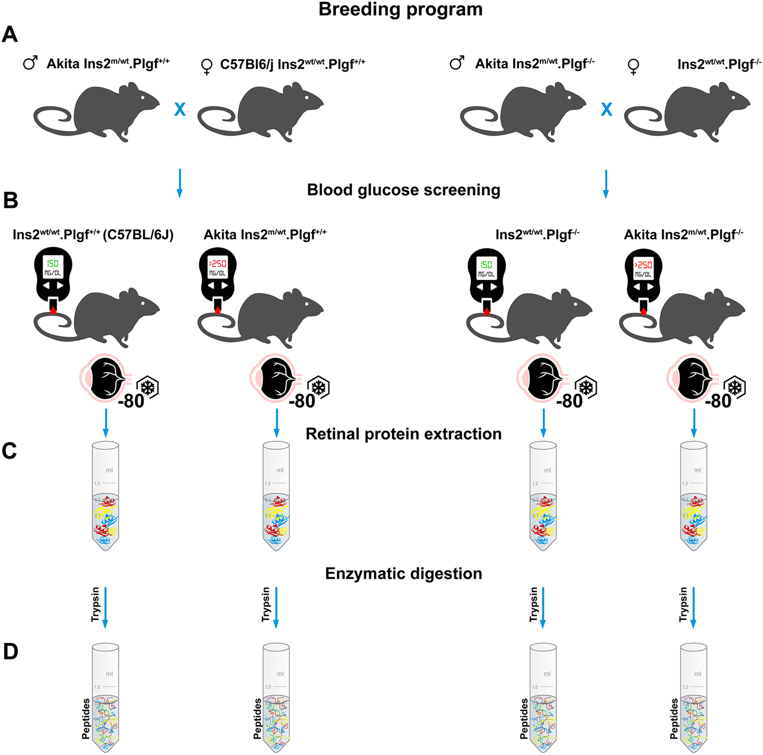 Selective breeding. Bcs cowdition презентация. Breeding program. Breeding program. Breeding program.
