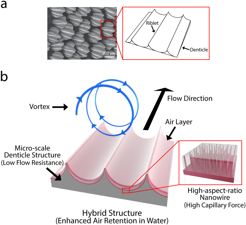 Water-repellent Hybrid Nanowire and Micro-scale Denticle Structures on  Flexible Substrates of Effective Air Retention