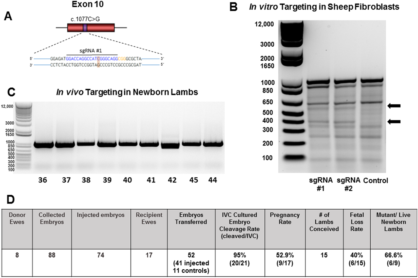 Genetic Engineering A Large Animal Model Of Human Hypophosphatasia In Sheep Scientific Reports