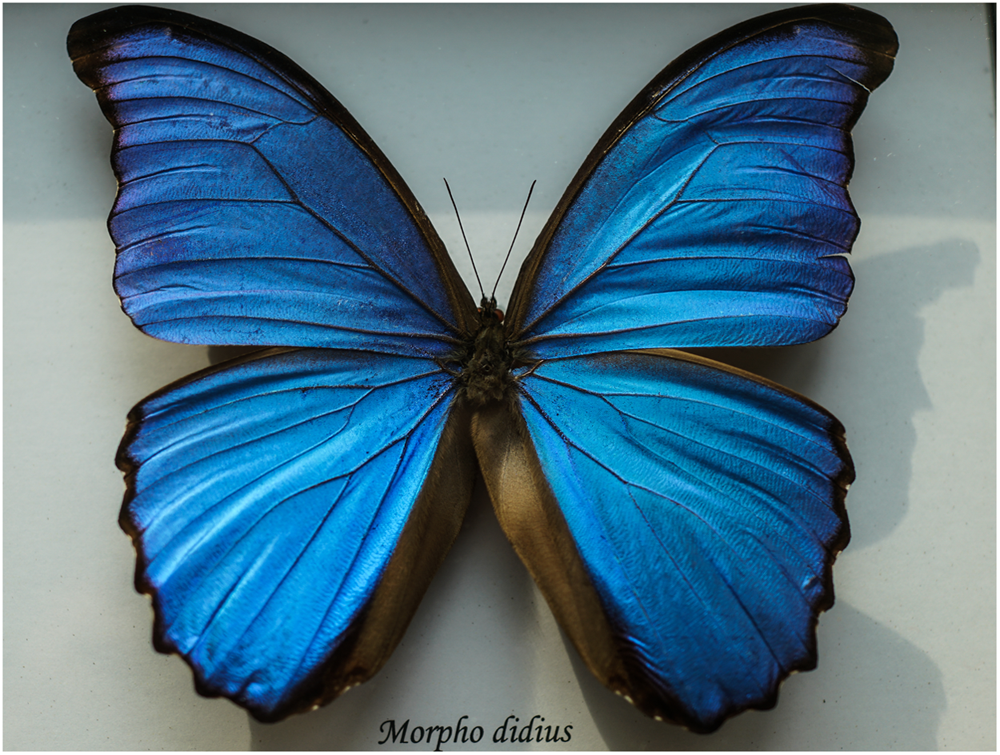 A biomimicry design for nanoscale radiative cooling applications inspired  by Morpho didius butterfly | Scientific Reports